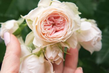 jak zapewnić różom obfite kwitnienie?