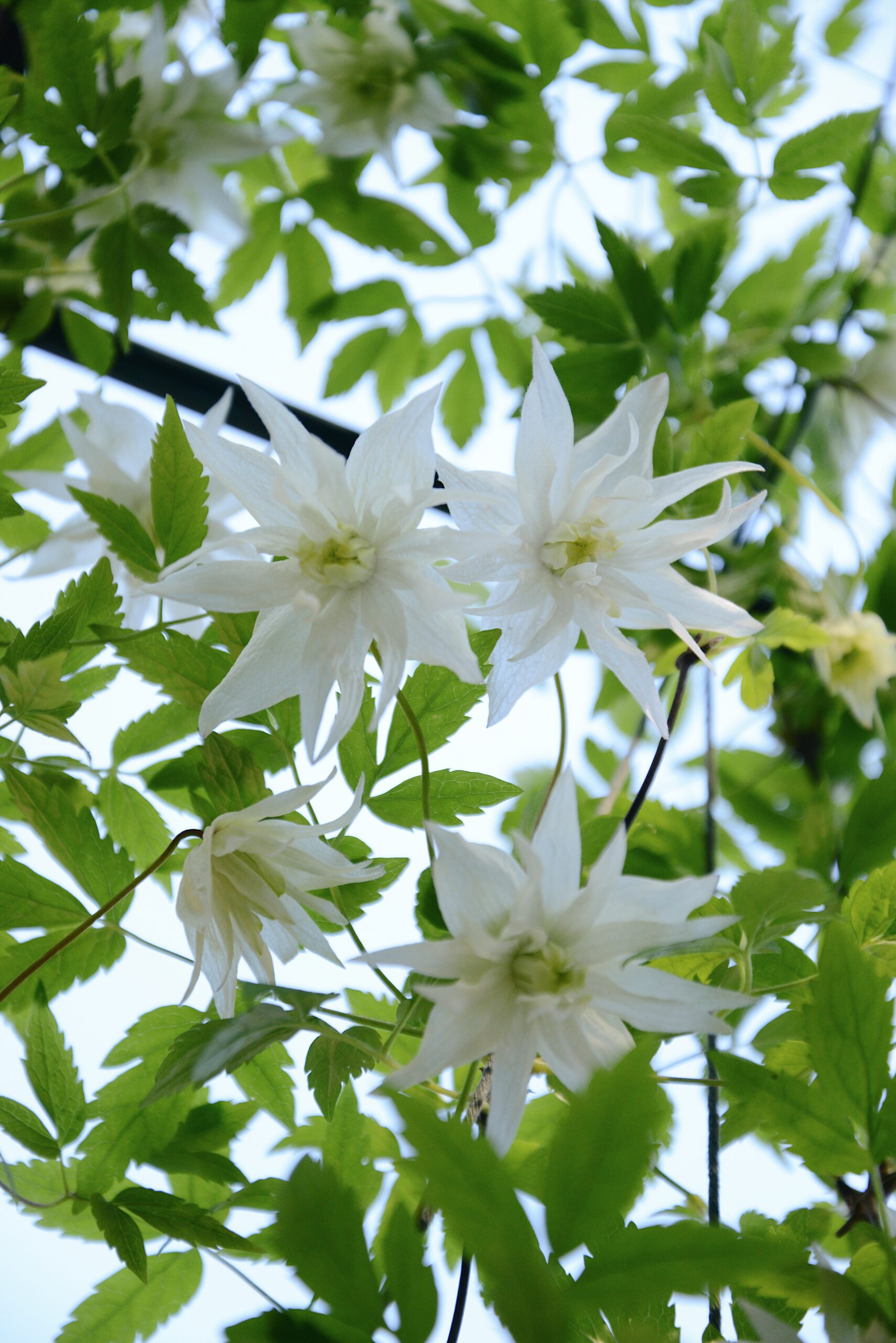 wiosenne cięcie powojników