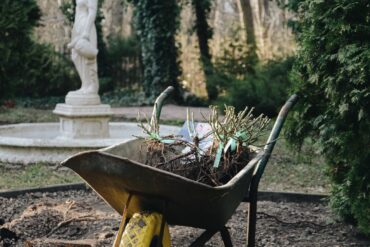 Sadzenie róż z gołym korzeniem