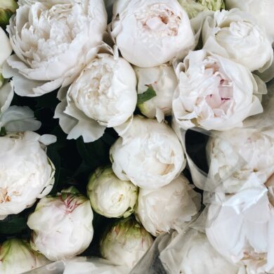 Piwonia Bowl of Cream