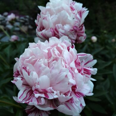 piwonia Candy Stripe