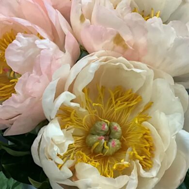 Piwonia King’s Day